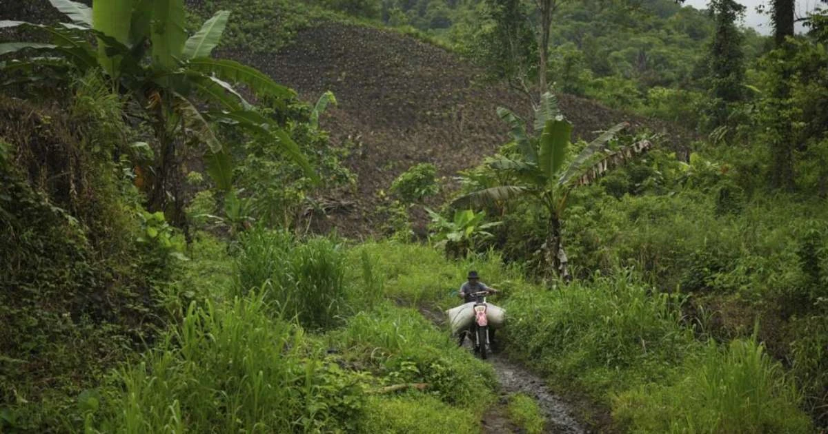 Países da UE pedem revisão de lei contra desmatamento apesar da destruição de florestas tropicais