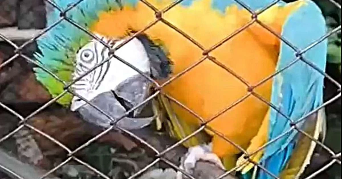 Arara-canindé mantida ilegalmente em cativeiro é apreendida pela Brigada Militar no RS