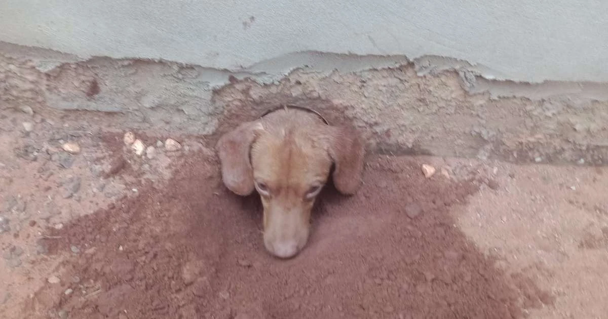 Cachorro fica preso em cano e é salvo por bombeiros; veja imagens
