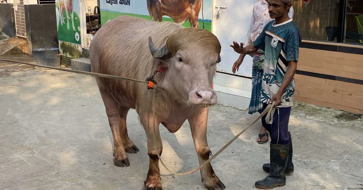 Búfalo albino 'Donald Trump' escapa de sacrifício e vai para zoológico em Bangladesh