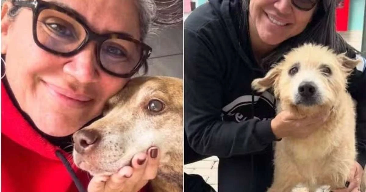 Polícia apura produção de documentos falsos para eutanásia de animais em Canoas