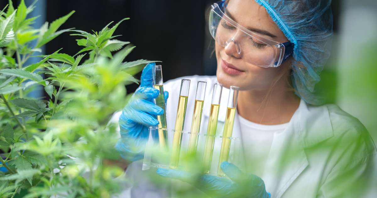 Mercado de Cannabis medicinal deve atingir R$ 1 bi em 2025