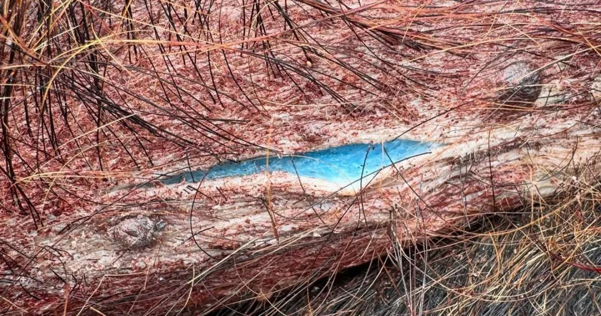Caçadores encontram porcos selvagens com carne azul e alertam para doenças