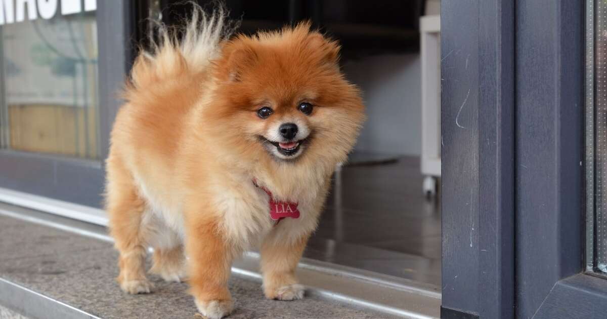 Creche para cães é condenada a indenizar tutora de cachorro que perdeu um olho após ataque