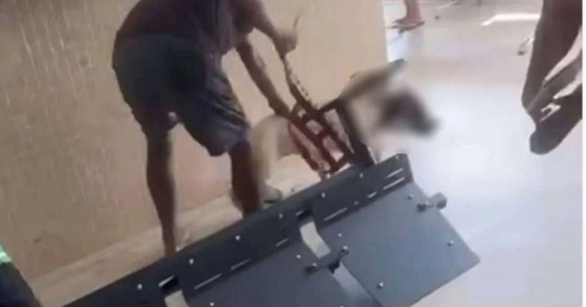 Pitbull ataca e mata filhote de vira-lata em unidade de saúde no ES
