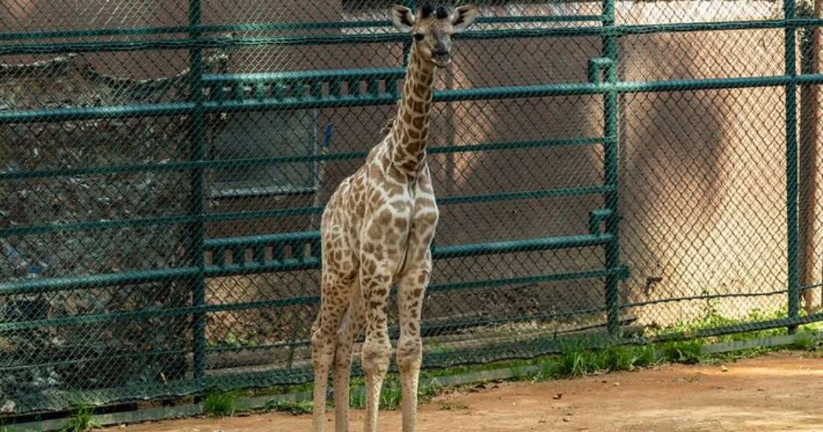 Girafa recém-nascida no Zoo de SP já tem nome e RG; veja vídeo