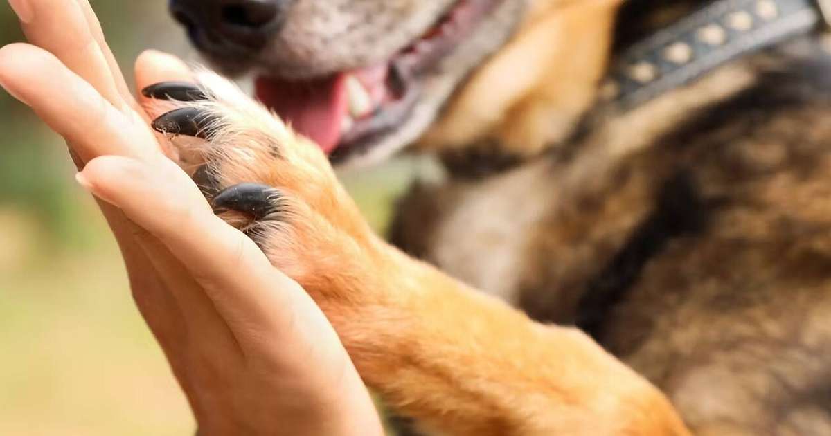 ONG Cão Sem Dono e Repelex se unem para incentivar a adoção