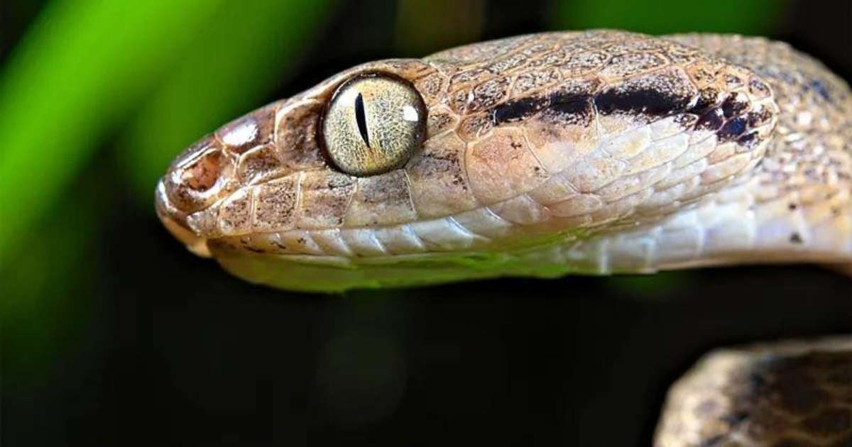 'Devoram tudo que encontram': a ilha nos EUA com milhões de serpentes que ameaçam floresta