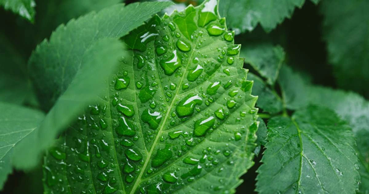 Alta no mercado de fertilizantes favorece indústria química