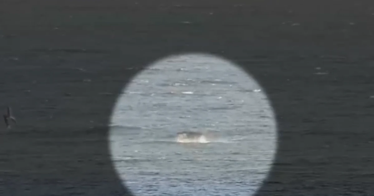 Praticante de windsurf 'luta' com tubarão, tem prancha mordida e escapa ileso na Austrália; veja vídeo