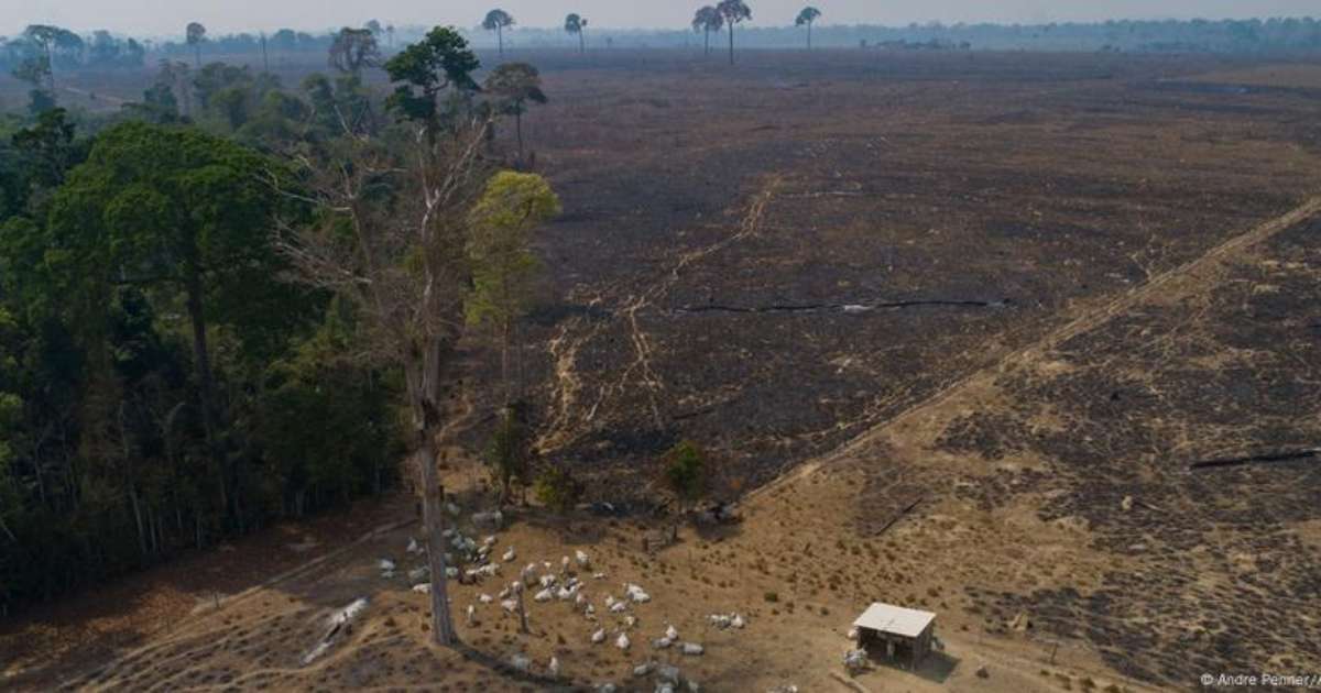 Só 5% dos que desmatam na Amazônia pagam por crime, mostra estudo