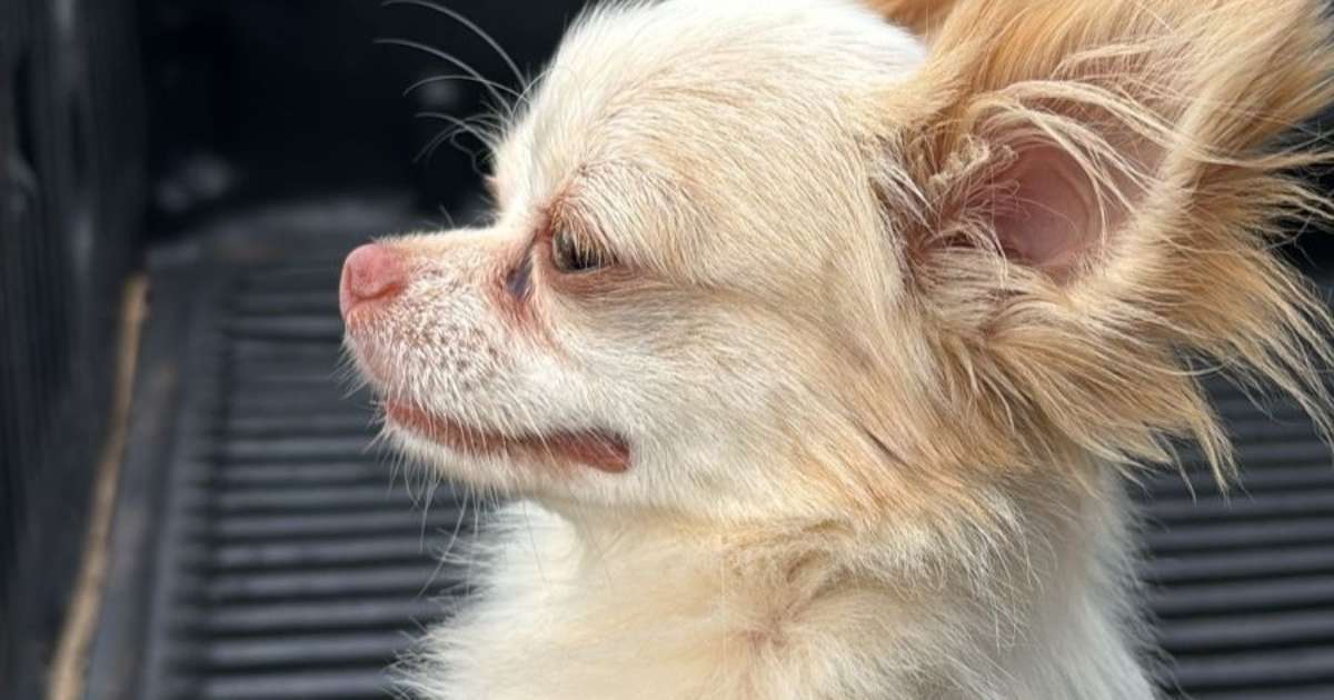 Cachorro é recuperado e devolvido à tutora um ano após ser furtado no Mato Grosso