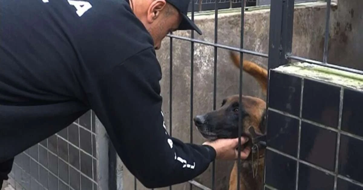 Heróis de quatro patas: Cães do Denarc ajudam a combater o crime no RS