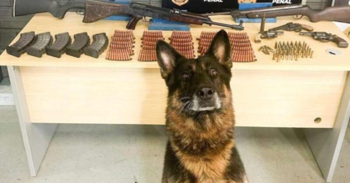 Cães Farejadores da Polícia Penal ajudam a encontrar fuzil enterrado no RS