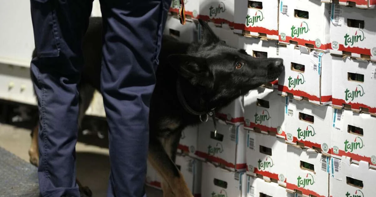 'Tsunami branco': Península Ibérica é porta de entrada de cocaína na Europa