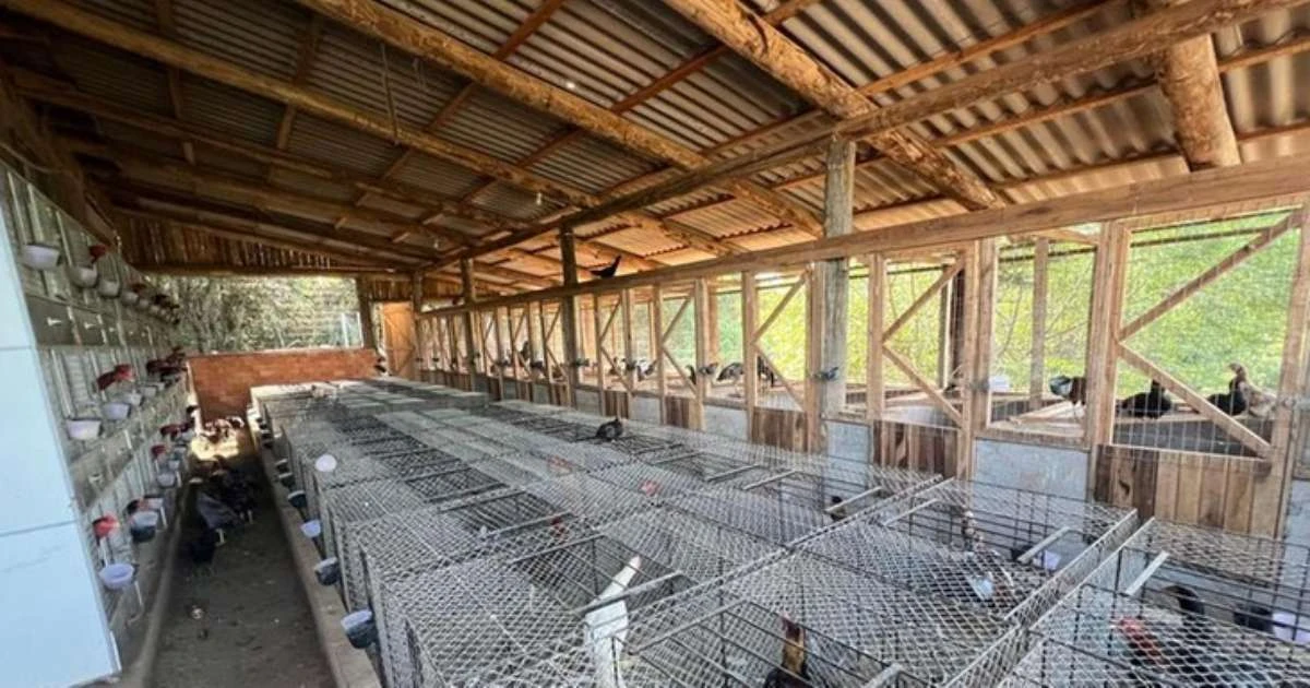 Homem é preso por maus-tratos a mais de 500 galos de rinha em Estância Velha