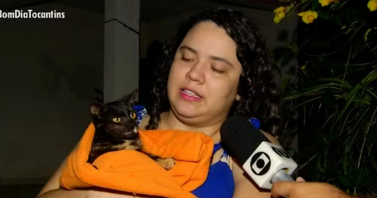 Gatinha se perde a mais de 100 km de casa e retorna à família sozinha mais de três meses depois