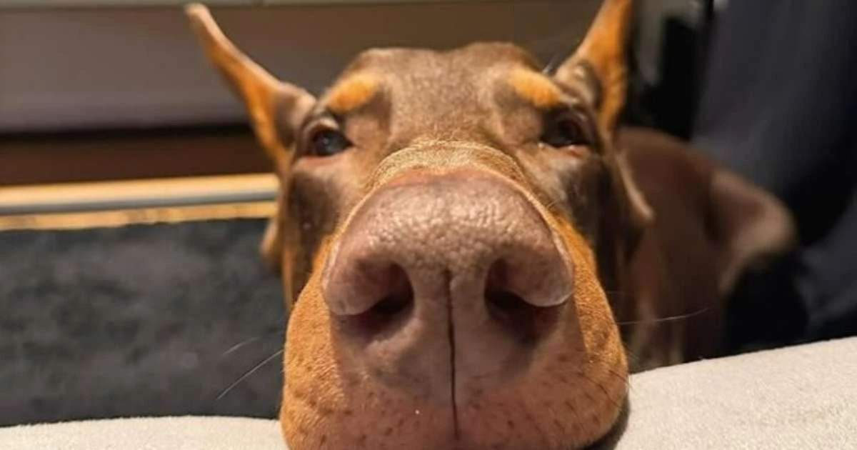 Conheça Nero, o doberman que viralizou no TikTok: 'Na dele, equilibrado', diz tutor