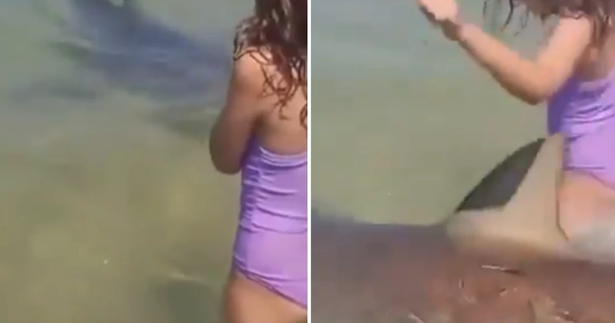 Vídeo mostra tubarão nadando entre crianças momentos antes de ataque brutal em praia