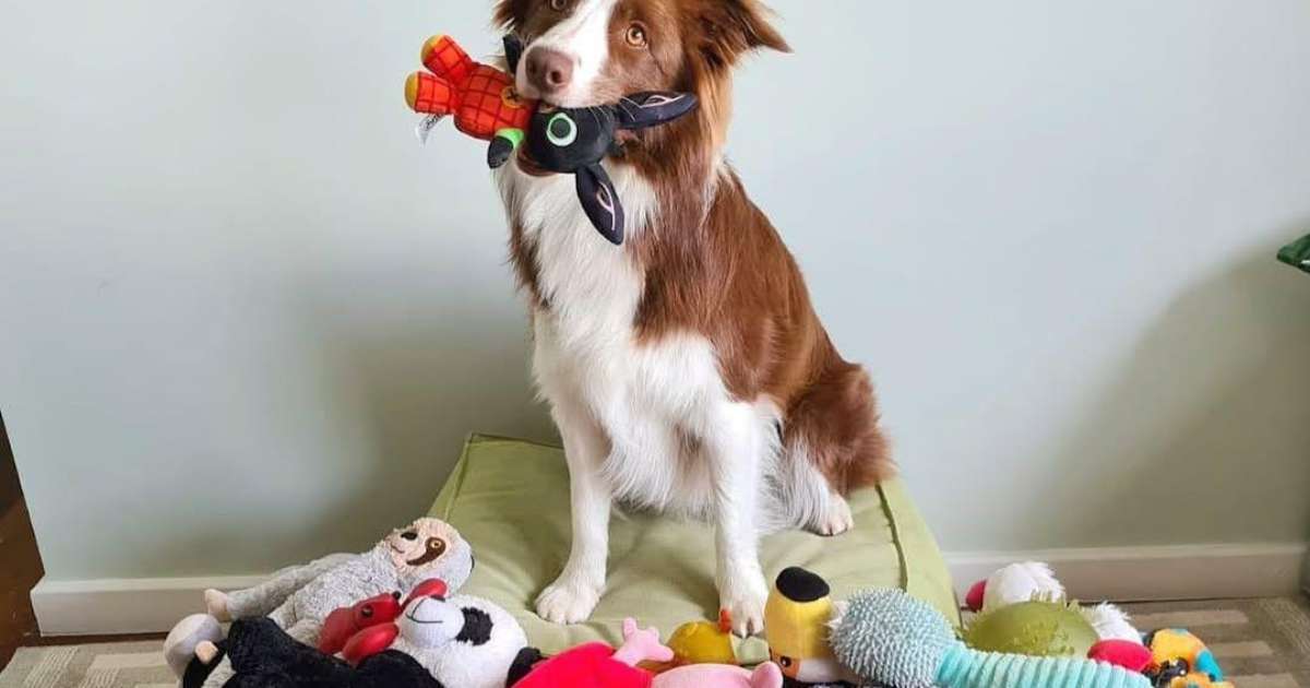 Cachorra 'superdotada'? A border collie brasileira que sabe 200 palavras e virou estrela de pesquisa