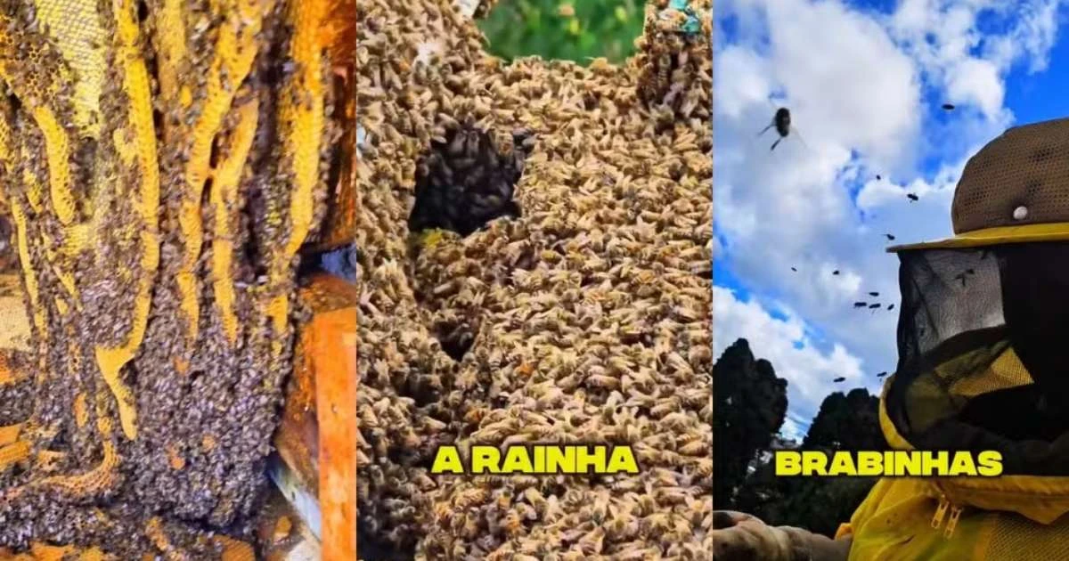 Vídeo: colmeia com pelo menos 80.000 abelhas é encontrada em telhado de escola em SC