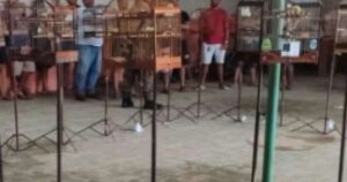 Polícia detém 16 pessoas e encerra torneio ilegal de aves silvestres em Jaboatão (PE)