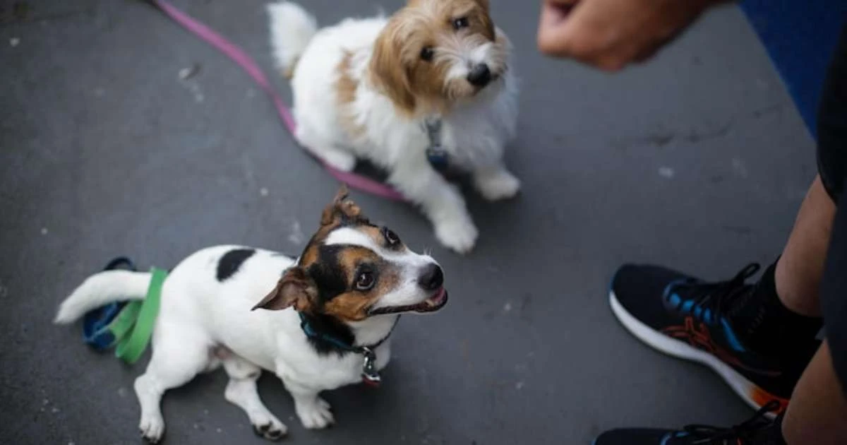 SP endurece punições para maus-tratos a animais e multas podem chegar a R$ 50 mil; veja regras