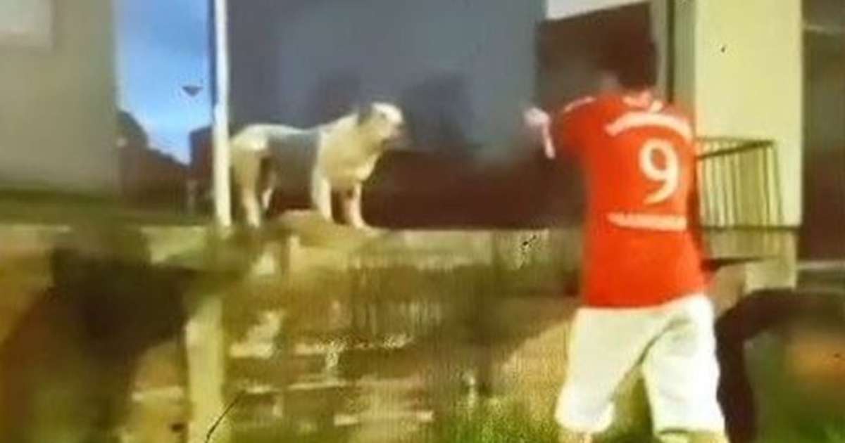 Homem mata próprio cão a tiros por ele ser desobediente