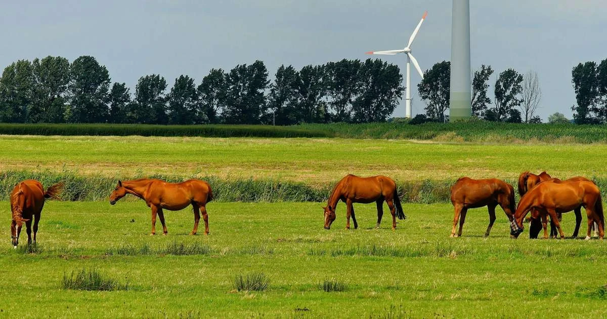222 cavalos morrem após consumir ração Nutratta; veja tudo sobre o caso