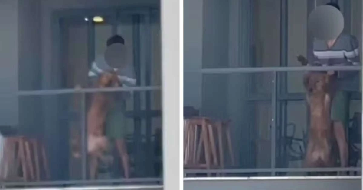 Homem é preso por maus-tratos após ser flagrado batendo em cachorro na sacada de apartamento no PR