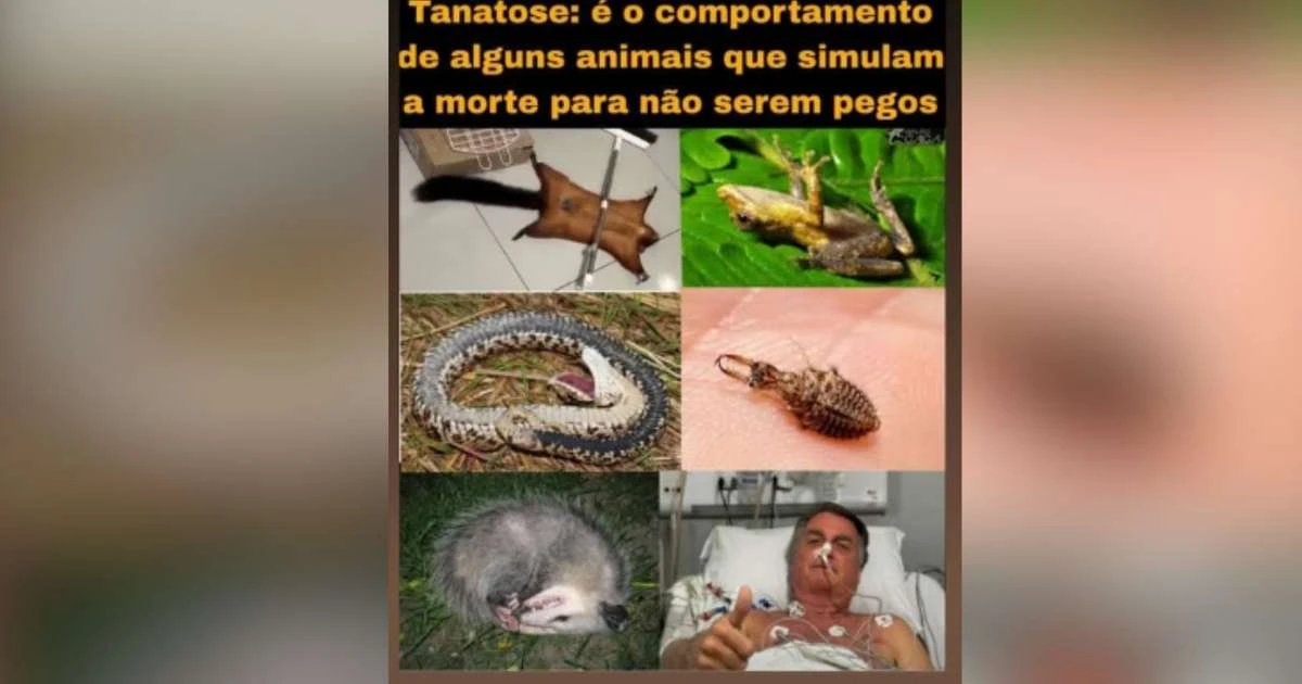 Filho de Lula diz que Bolsonaro é como 'animais que simulam morte para não serem pegos'