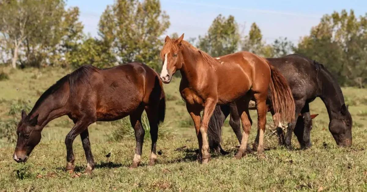 Ministério amplia investigação sobre morte de cavalos por ração; óbitos sobem para 238
