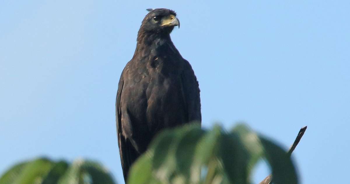 Nada de 'selva de pedra': inventário promove e protege fauna silvestre extensa em São Paulo