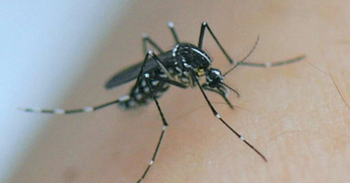 Mais de 500 casos de transmissão local de chikungunya foram registrados na França em 2025