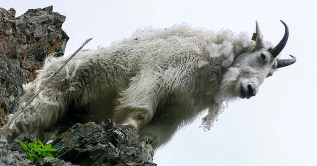 Vídeo de cabras descendo árvore na vertical intriga a web e surpreende especialistas