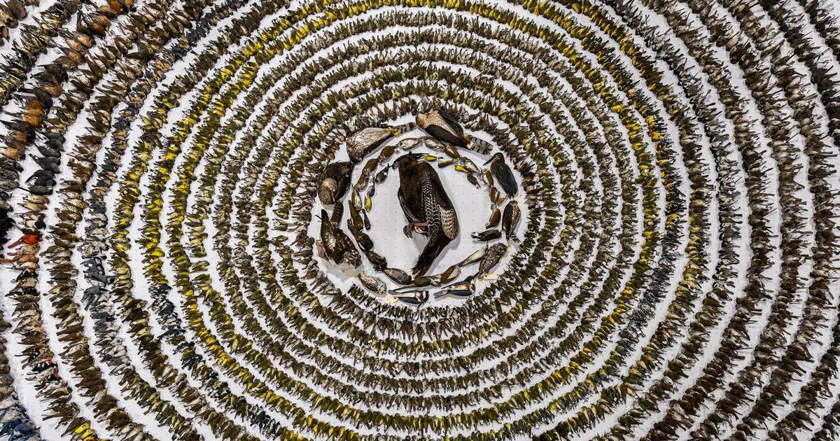 Mosaico de pássaros, moldura na lua: as imagens vencedoras do 'Oscar' da fotografia de aves