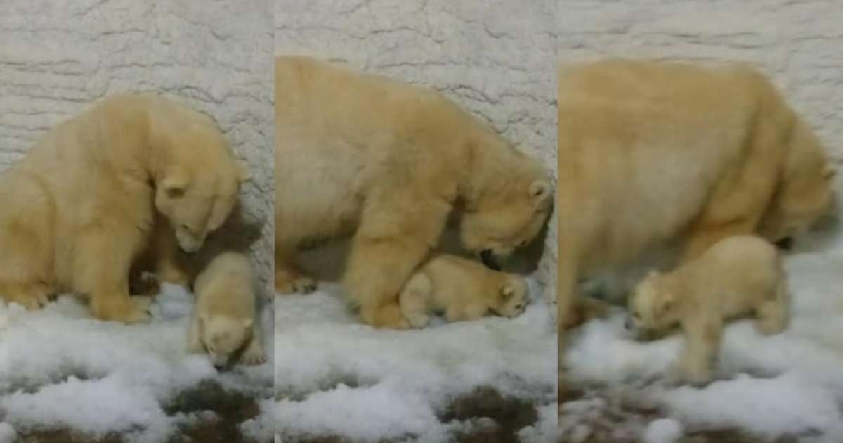 Vídeo: Primeira ursa polar nascida no Aquário de SP finalmente brinca no gelo; veja como visitar