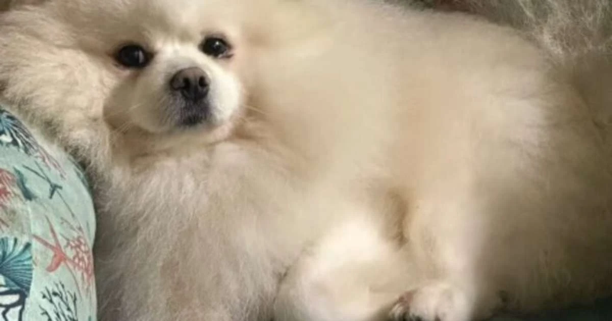 'Ele foi praticamente torrado e não resistiu', diz tutor que perdeu cão após banho em petshop de SP