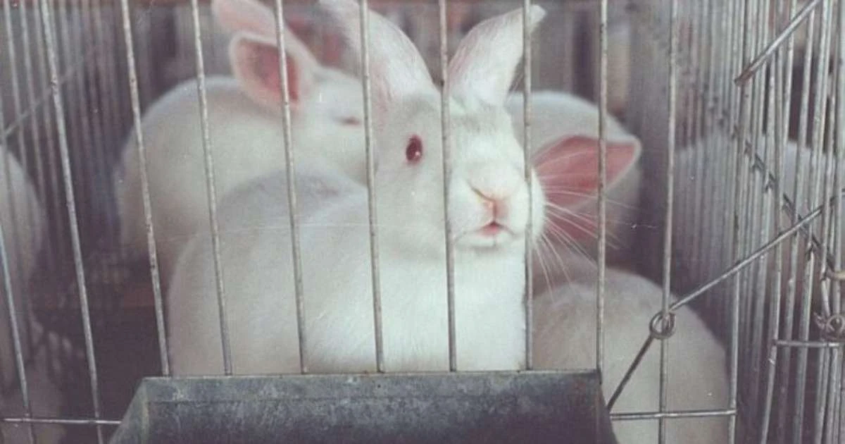 Entidades de defesa dos animais comemoram proibição de testes cosméticos em vertebrados vivos