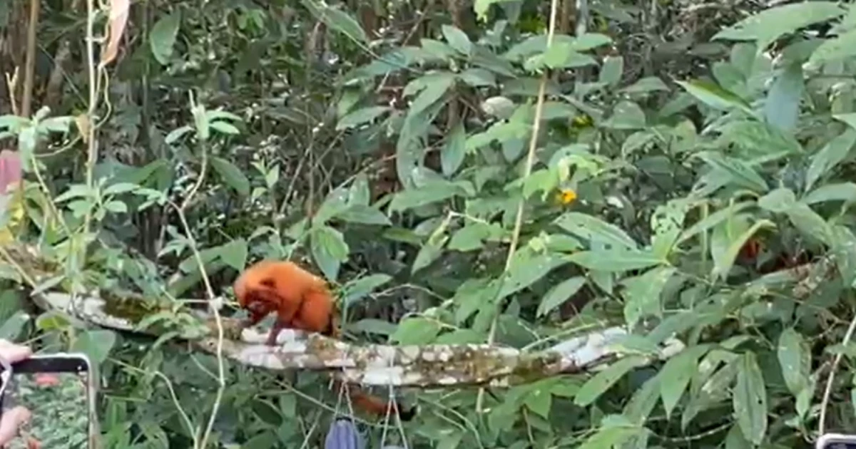 Micos-leões-dourados resgatados do tráfico são devolvidos à natureza