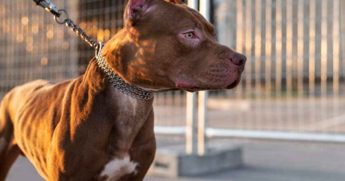 Pitbull solto ataca outro cão e é baleado ao colocar crianças em risco em Santa Maria