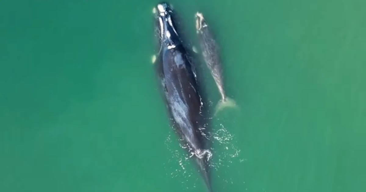 Fotógrafo registra momento fofo entre baleia e filhote em praia de SC