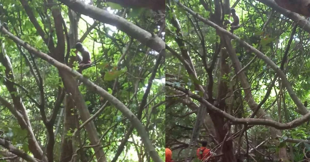 Homem sobe em árvore, resiste a descer e resgate já dura quase 2 dias na BA; entenda