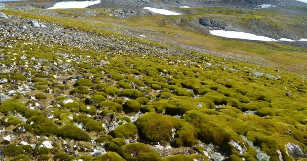 Antártica está ficando 'mais verde', e situação preocupa cientistas