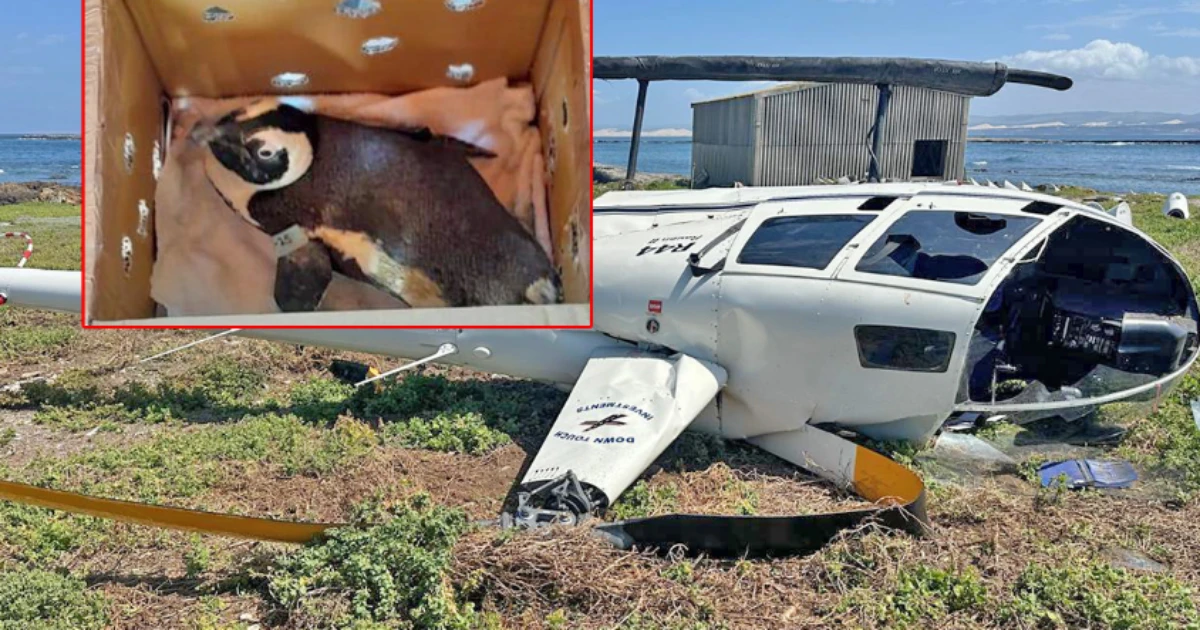 Na África do Sul, pinguim 'tenta assumir comando de helicóptero' e causa acidente