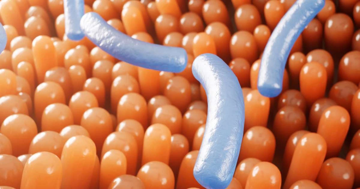 Importância do sistema imunológico para a vida humana