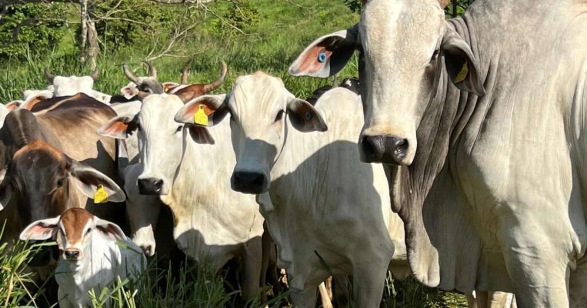 Do pasto ao prato: adesão de pequenos produtores desafiarastreabilidadeda pecuária na Amazônia