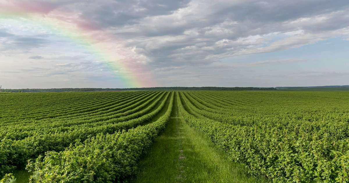 Agrolend reestrutura diretoria para focar em crescimento