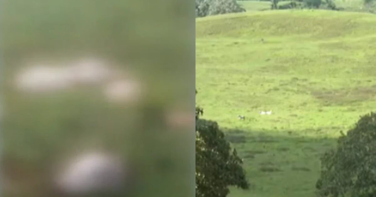 Suspeitos invadem, abatem e deixam os restos de 7 vacas em fazenda na Bahia