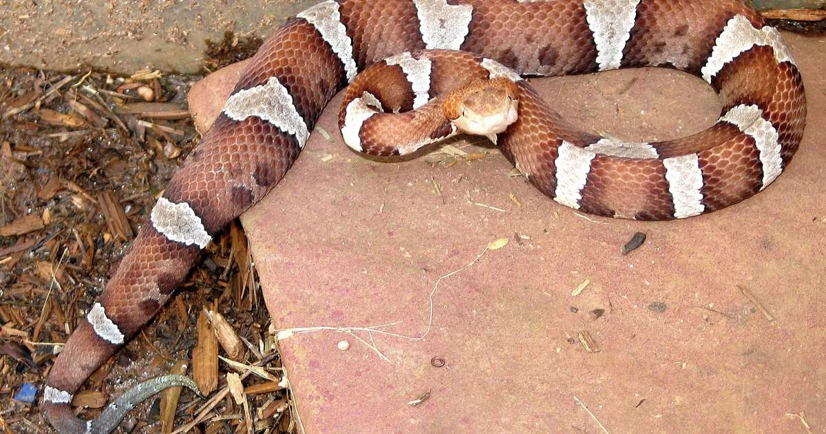 Criança é picada por cobra em creche e pais acusam escola de não chamar emergência